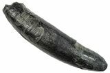 Fossil Pygmy Sperm Whale (Kogiopsis) Tooth - South Carolina #259867-1